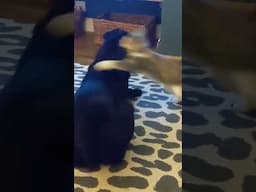 Cute Kitten attacks Rescue dog! #cutekitten #cutecat #cutedog #cutepets #pets