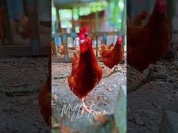 Rhode Island Reds are one of backyard farmers' favorite chicken breeds.