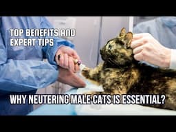 Why Neutering Male Cats is Essential: Top Benefits and Expert Tips