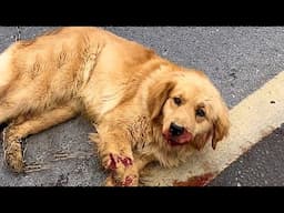 Dog was lying on the road and bleeding,It struggled to look up at Passerby,but nobody stoped for him