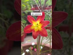 See How Quick and Easy It Is to Grow Rain Lilies from Seeds! 🌷🌱"😊 #gardening #flowers #nature