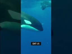 Why Don’t Killer Whales Attack Humans?