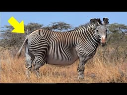 This Zebra Was Spotted In The Wild – Vet Is Shocked When He Realizes Why It Is So Huge