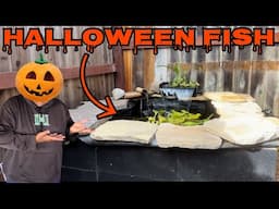 NEW POND FISH for Halloween!