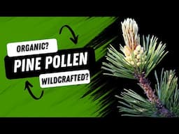 Exploring Organic Pine Pollen | Why Wildcrafted is Beyond Organic