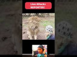 LION ATTACKS REPORTER !  #nature #animals #crazy #reaction