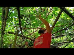 Delicious Village food Made with Ordinary Lao Pata | সামান্য লাউ পাতায় তৈরি করা সেরা মজার খাবার 🍃🏠