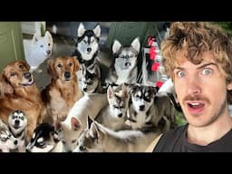 Day In A Life With 15 Dogs