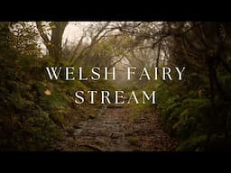 Relaxing Autumn Meditation 🍂Welsh Nature Sounds, Fairy Stream, Birdsong