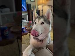 Siberian Husky Eats A Noodle #husky #funny #dogs