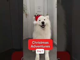 My dog gets a Christmas tree 🎄😍 #christmas #adventure #samoyed #dog IB ​⁠@goodboyollie