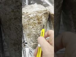 They are in the Grow Tent! Lions mane going into mushroom grow tent #shorts