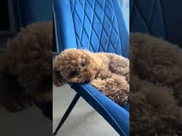 Weekend yet? 🙈🐶 #dog #puppy #doglover #cute #poodle #toypoodle #dogs #funnyanimals #funnyvideo