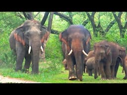 Majestic Tusker and Elephant Family Enjoy a Serene Evening by the Lake