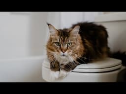 5 Things You Give Up When You Get a #MaineCoon (Part 2)