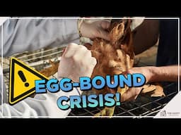 Egg-Bound or Egg Binding in Chickens: All You Need To Know