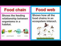 Food chain vs food web 🤔 | What's the difference? | Learn with examples