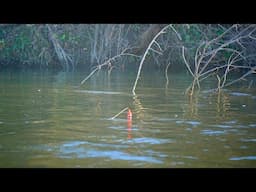 Fall Steelhead BOBBER DOWNS - Float Fishing ACROBATIC Fall Run Steelhead