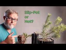 Bonsaify | Slip Pot or Not? Common Viewer Question Answered