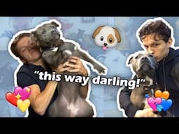 Tom Holland and his dog Tessa Compilation