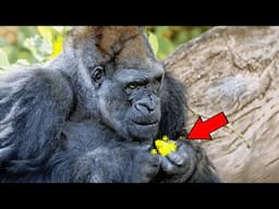 Angry Gorilla Refused To Let Anyone Near Him,Then Staff Checked His Hands&Saw Something Incredible!