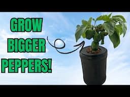 SPEED UP YOUR PEPPER GROWTH! 🫑🫑 Pruning Indoor Hydroponic Peppers