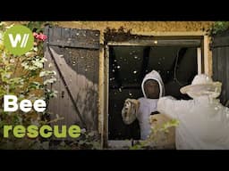 Beekeepers remove a huge bee swarm from a house