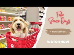 Fake Service Dogs + Harassment!