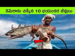 Top 10 Amazing animals caught on camera | strange animals | facts in telugu | bmc facts | Telugu