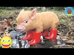 Cute & Funny Micro Pig - A Cute Mini Pig Videos Compilation 2019