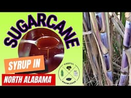 How to make Sugar Cane Syrup | Useful Knowledge