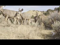 Curious mule deer