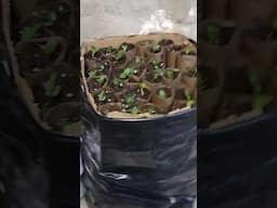 Two kinds of DIY root pouches for longer tap roots