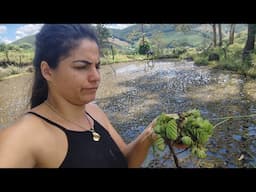 Quais motivos de não se ter plantas aquáticas no poço de peixe