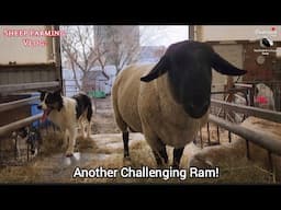 Sheep Farming Woes: Keeping Ram/Sheep Out Of The Feeder!