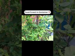 Food Forest In Container‼️