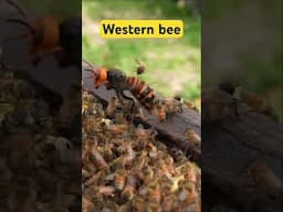 Western Honeybees and Japanese Honeybees: Fighting Giant Hornets