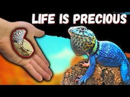 Collared Lizard Babies Are Hatching!