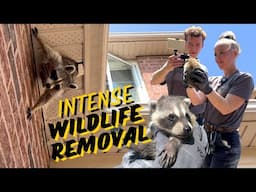 Intense Wildlife Encounter: Raccoon Removal In Action | Part 1