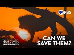 Africa’s Big Cats are Disappearing. What Can We Do? | Big Cats Unleashed