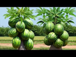 Great Technique For Grafting Mango with watermelon Tree Growing fast | How to grow mango trees