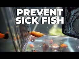 How To Quarantine Your Fish