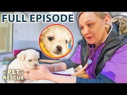 4-Week-Old Puppy is Unable to Walk | The Pet Rescuers - Season 1 Episode 9