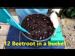 Twelve Beetroot growing in a small bucket, 'Start To Finish'  Grow 'Beet's' in Buckets. Baby Beet's.