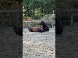 She Rolled On Top Of Luke! #shorts #horses #babyhorse