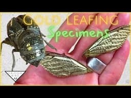 I Gold Leafed a Cicada