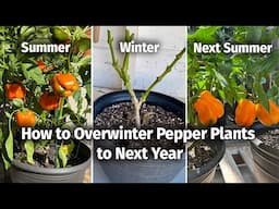 How to Keep and Overwinter Pepper plants to Grow and Fruit Next Year