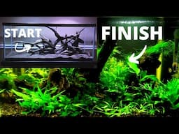 How To Set Up A Fish Tank: Freshwater Planted Aquarium