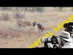 Hyena Swatted by a Cheetah and Wild dog Chaos- Virtual Safari #246