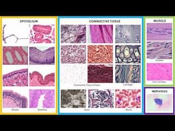 Practice Identifying Tissues (Complete)